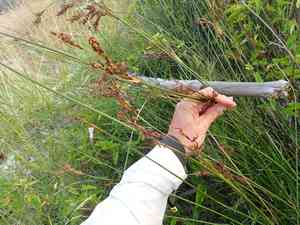 Pale rush(Juncus pallidus)