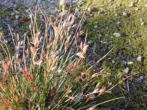 Parry's rush(Juncus parryi)