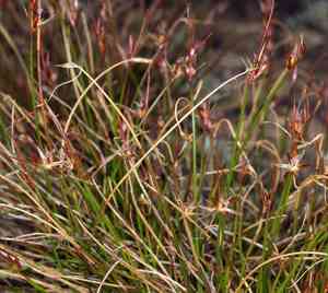 Parry's rush(Juncus parryi)