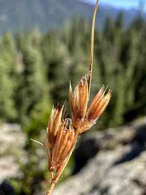 Parry's rush(Juncus parryi)