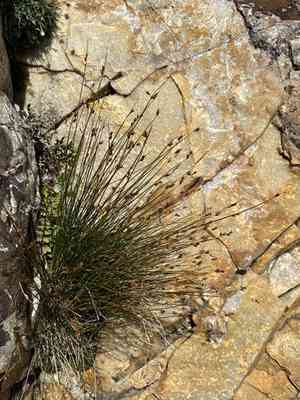 Parry's rush(Juncus parryi)