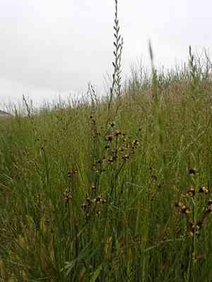 Brownhead rush(Juncus phaeocephalus)