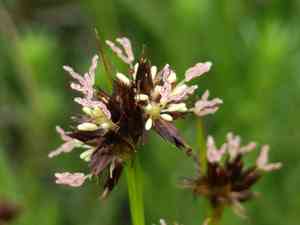 Brownhead rush(Juncus phaeocephalus)