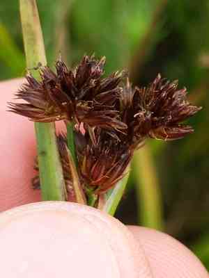 Brownhead rush(Juncus phaeocephalus)