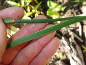 Brownhead rush(Juncus phaeocephalus)