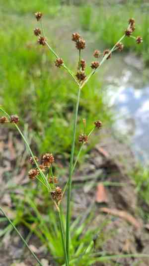 Broadleaf rush(Juncus planifolius)