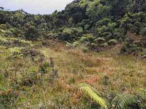 Broadleaf rush(Juncus planifolius)
