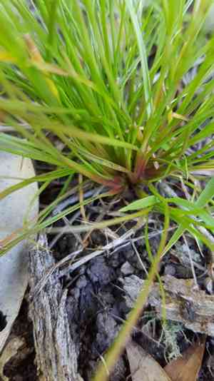 Broadleaf rush(Juncus planifolius)
