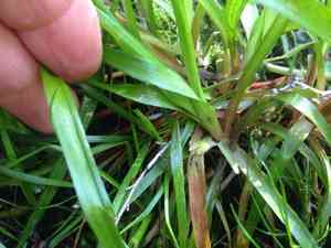 Broadleaf rush(Juncus planifolius)