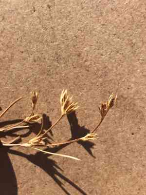 Frog rush(Juncus ranarius)