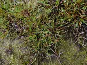 Frog rush(Juncus ranarius)