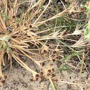 Frog rush(Juncus ranarius)