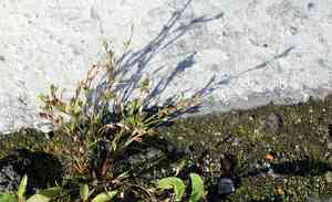 Frog rush(Juncus ranarius)