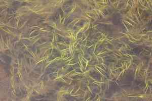 Lesser creeping rush(Juncus repens)