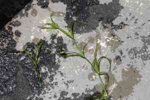 Lesser creeping rush(Juncus repens)