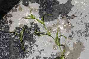 Lesser creeping rush(Juncus repens)