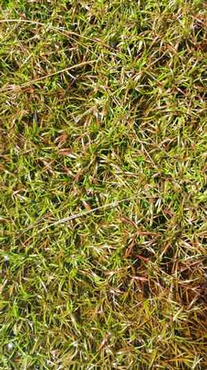 Lesser creeping rush(Juncus repens)