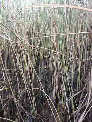 Needlegrass rush(Juncus roemerianus)