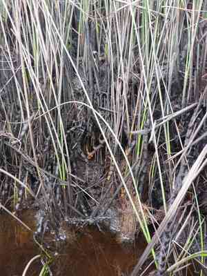 Needlegrass rush(Juncus roemerianus)