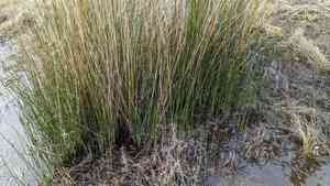 Needlegrass rush(Juncus roemerianus)