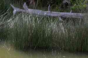 Needlegrass rush(Juncus roemerianus)