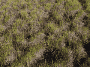 Moor rush(Juncus stygius)