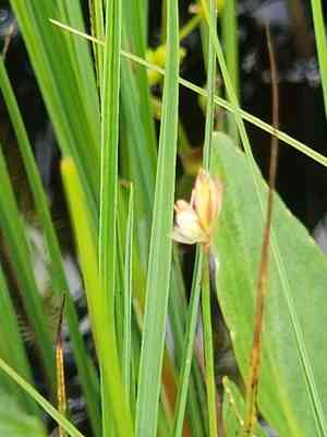 Moor rush(Juncus stygius)