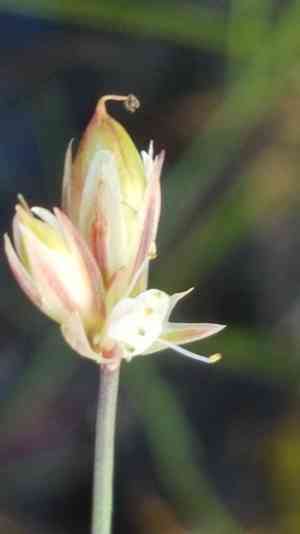 Moor rush(Juncus stygius)