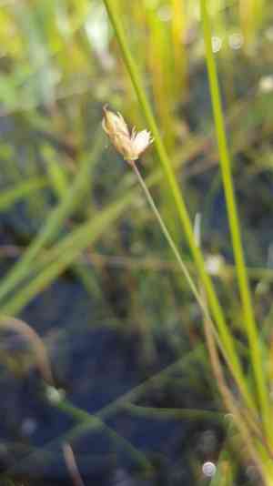 Moor rush(Juncus stygius)