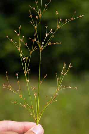 Woodland rush(Juncus subcaudatus)