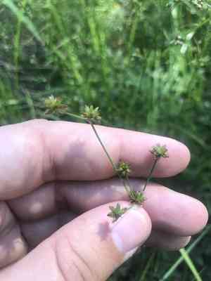 Woodland rush(Juncus subcaudatus)