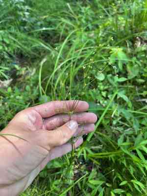 Woodland rush(Juncus subcaudatus)