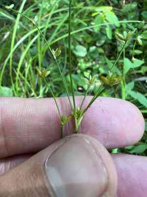 Woodland rush(Juncus subcaudatus)
