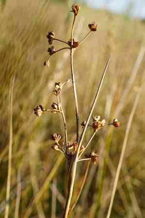 Bluntflower rush(Juncus subnodulosus)