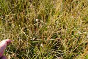 Bluntflower rush(Juncus subnodulosus)