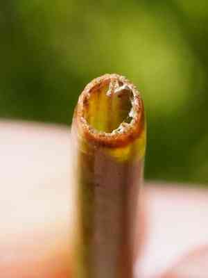 Bluntflower rush(Juncus subnodulosus)