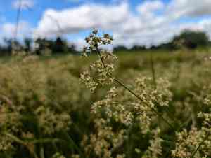 Bluntflower rush(Juncus subnodulosus)
