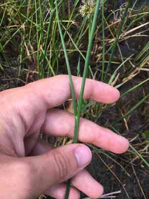 Torrey's rush(Juncus torreyi)