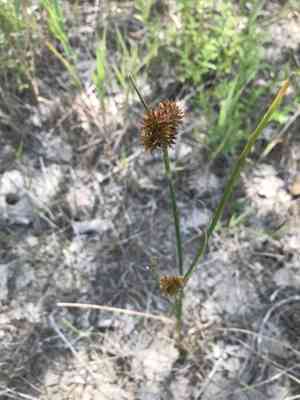 Torrey's rush(Juncus torreyi)