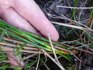 Redpod rush(Juncus trigonocarpus)