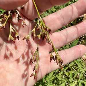 Redpod rush(Juncus trigonocarpus)