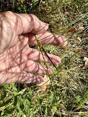 Redpod rush(Juncus trigonocarpus)