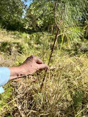 Redpod rush(Juncus trigonocarpus)