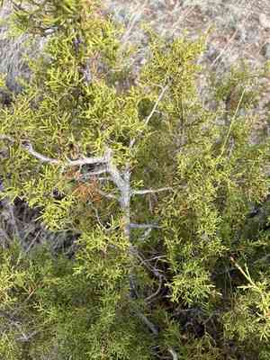 Redberry juniper(Juniperus arizonica)