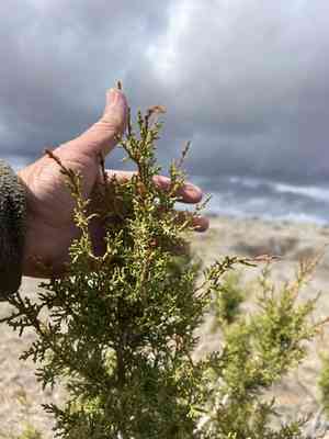 Redberry juniper(Juniperus arizonica)