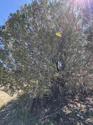 Redberry juniper(Juniperus arizonica)