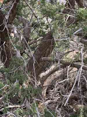 Redberry juniper(Juniperus arizonica)