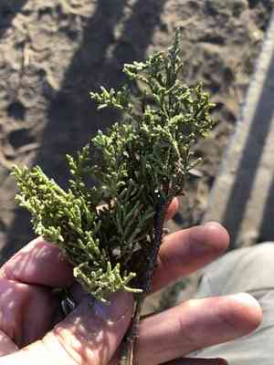Rose fruited juniper(Juniperus coahuilensis)