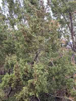 Rose fruited juniper(Juniperus coahuilensis)