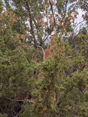 Rose fruited juniper(Juniperus coahuilensis)